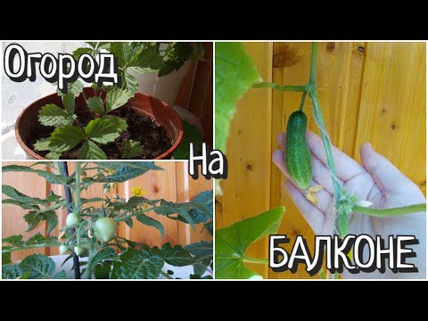 Видео: Мой ОГОРОД на БАЛКОНЕ май 2020 года