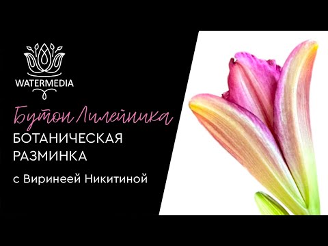 Видео: Рисуем бутон лилейника с Виринеей Никитиной "Ботаническая разминка" эфир 20.07.2024