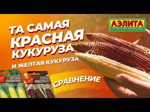 Видео: Та самая КРАСНАЯ КУКУРУЗА КРАСОТКА F1 и желтая кукуруза: сравнение.