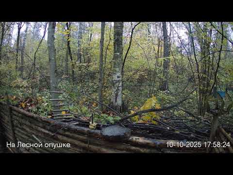 Видео: 🍂ОКТЯБРЬ в ЛЕСУ онлайн #Relaxing #природа #звуки леса #птицы #погода🍁