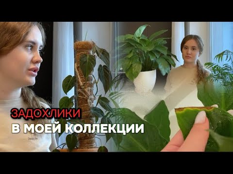 Видео: Обзор моих комнатных растений ЗАДОХЛИКОВ