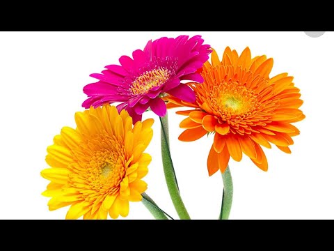 Видео: Как сделать герберу за 5 минут? Beautiful paper flower.