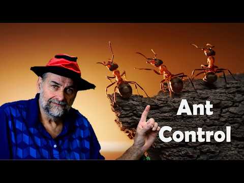 Видео: 20 способов избавиться от муравьев🐜🐜🐜 Какие работают, а какие нет?