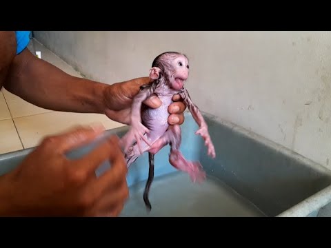 Видео: 10 ДНЕЙ ДЕТЕНЫШ ОБЕЗЬЯНКИ КВИН НЕ КУПАЛСЯ!!! ОН ВЗБУШЕННЫЙ