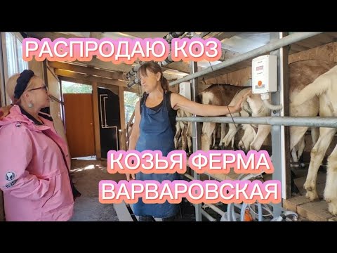Видео: ПОЧЕМУ Я РАСПРОДАЮ КОЗ | ВАРВАРОВСКАЯ КОЗЬЯ ФЕРМА