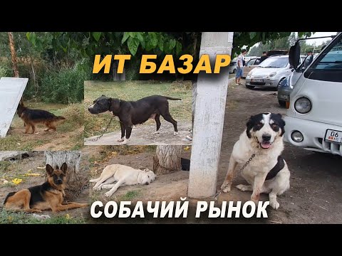 Видео: 🐕 ОШТОГУ ИТ БАЗАР/ ОВЧАРКА/ АЛАБАЙ/ ПИТБУЛЬ/ ТАЙГАН/ Породасы