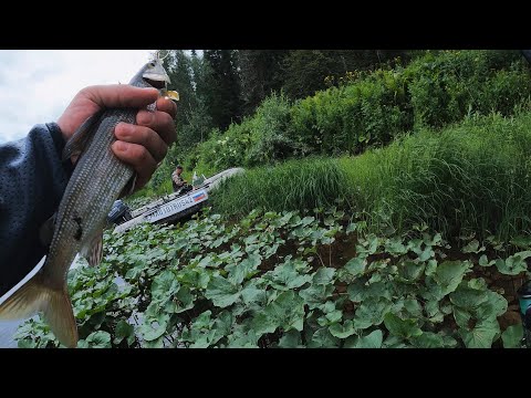Видео: Рыбалка на Хариуса! Летняя РЫБАЛКА! С ночёвкой!