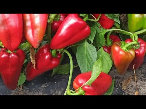 Видео: ЯКІ СОРТИ ТА ГІБРИДИ ПЕРЦЮ БУДУ САДЖАТИ В 2025 РОЦІ.