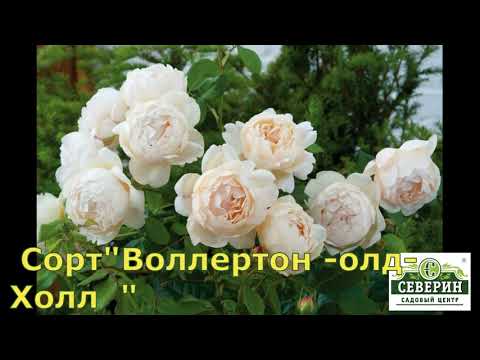 Видео: Английские  розы