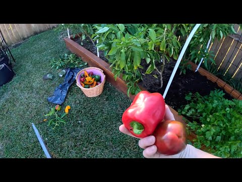 Видео: Куда пропали, почему не снимала. Порядок на переднем дворе. Огорода остается все меньше.