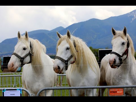 Видео: Фермери, занаятчии, еднокопитни и десетки събития межу Рила, Пирин и Родопите