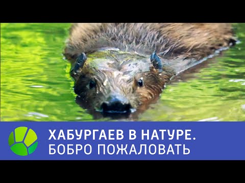 Видео: Бобро пожаловать - Хабургаев в натуре | Живая Планета