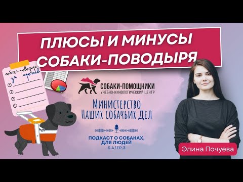 Видео: Жизнь с собакой-поводырём: за и против