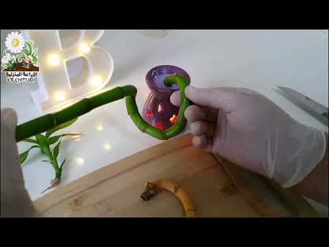 Видео: Причины, по которым желтеет бамбук и как это решить