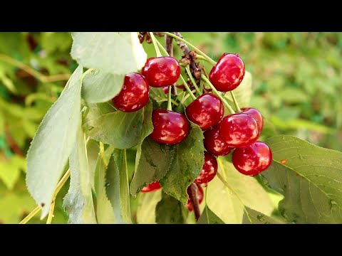 Видео: Как сделать домашний уксус из вишни