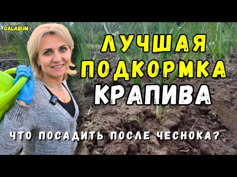 Видео: Лучшая подкормка для огурцов и что посадить после лука? / Этот способ спас ваши грядки! @GALABUM