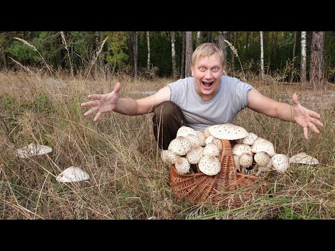 Видео: ПОЛЧИЩА ЗОНТОВ ! СЛАБОНЕРВНЫМ НЕ СМОТРЕТЬ ! ЛУЧШАЯ НАХОДКА ! ГРИБ ЗОНТИК ! Грибы 2020 !