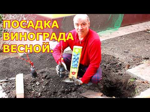 Видео: ПОСАДКА винограда весной. С закрытой корневой системой.