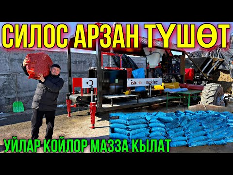 Видео: СИЛОС АРЗАН ТОЮТ МЫНА ДЫЙКАНДАРГА ЖАКШЫ ЖАҢЫЛЫК ❤️‍🔥 #байтв