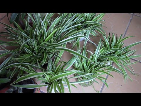 Видео: СТРЕЛКИ И РОЗЕТКИ ХЛОРОФИТУМОВ! ОБРАТИТЕ НА НИХ ВНИМАНИЕ!