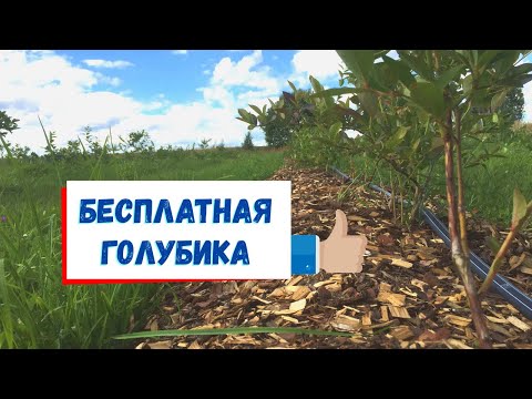 Видео: Как получить плантацию голубики без вложений.