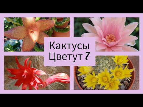 Видео: 2024.Цветут Какусы.7серия