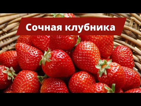 Видео: СОЧНАЯ КЛУБНИКА ВЕДРАМИ | Простые правила роста