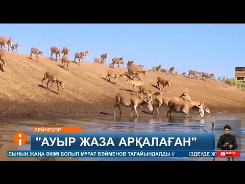 Видео: Киіктің мүйізін сатып 7 жылға сотталған тұрғындардың туыстары сот шешімімен келіспейді