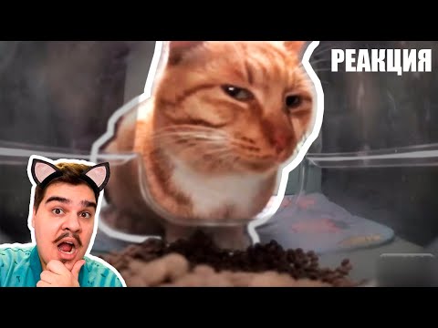 Видео: ▷ КОТ СМОТРИТ — ОТКУДА МЕМ?  l РЕАКЦИЯ на небуди