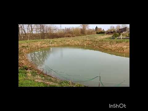 Видео: Зарыбление пруда.. важно знать...