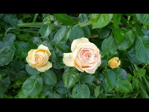 Видео: Заход роз на первую волну цветения .