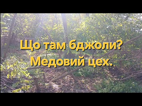 Видео: Що там бджоли? Медовий цех.