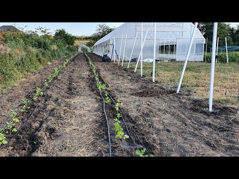 Видео: Высаживаем плантацию Пшехибы, сорт летней малины N1