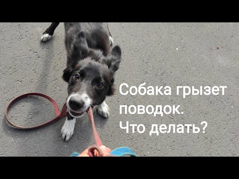 Видео: Собака грызет поводок. Что делать?