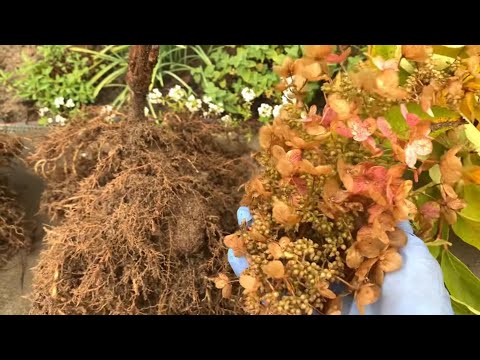 Видео: Пересадка волотистоі гортензіі з неочікуваним результатом 