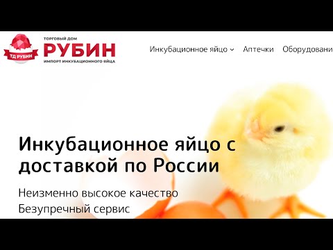 Видео: Первая Закладка Инкубационного Яйка Бройлера Кобб-500 Чехий И Доминант Разведение Бройлеров В 2025