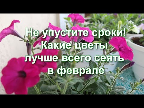 Видео: Посейте это вовремя! Какие цветы сажать в феврале: 10 цветов из семян на рассаду