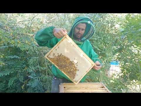 Видео: Нет меда в ульях, основные причины недобора меда