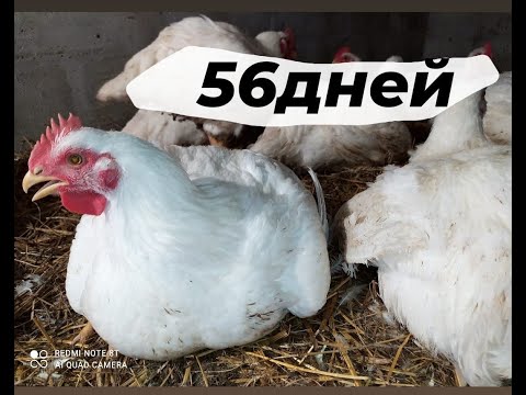 Видео: Бройлеры Кобб 500!Вес на 56 день.Кабанчики еле ходят.