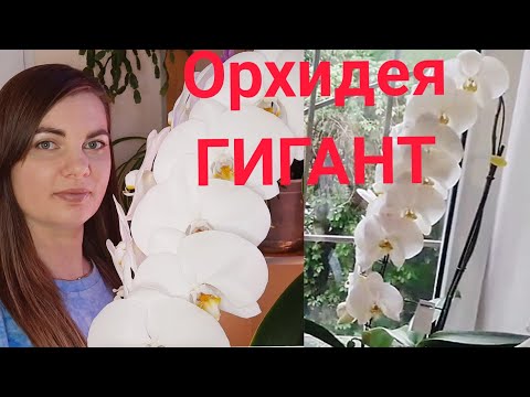 Видео: Отличительная черты/СУПЕР орхидея Сого Юкидан/Sogo Jukidian. Шикарное цветение. Лиодоро, дикий кот