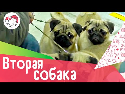 Видео: 3 совета, если вы решили завести вторую собаку