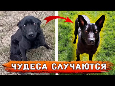 Видео: Джек был выкинут на трассу. Теперь живет в Германии, счастливой жизнью, о которой он даже не мечтал.