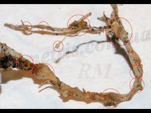 Видео: Фитонематоды, галловая нематода, нематициды
