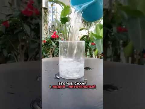 Видео: ☘️САХАР ДЛЯ РАСТЕНИЙ