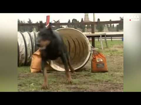 Видео: Доберман. Советы с первых рук.