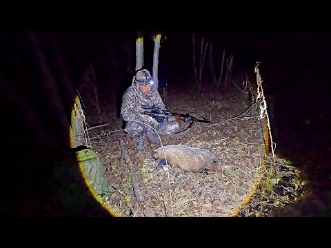 Видео: Охота на Барсука.\\ Октябрь.
