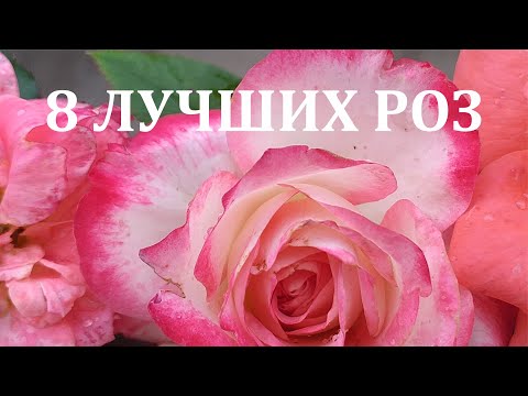 Видео: 8 ЛУЧШИХ РОЗ - если в саду мало места!