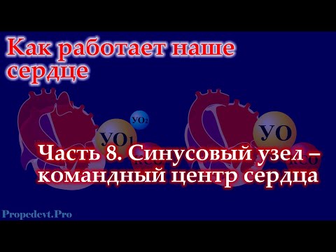 Видео: Как работает наше сердце. Часть  8. Синусовый узел – командный центр сердца.