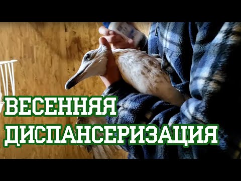 Видео: Чайные страдания