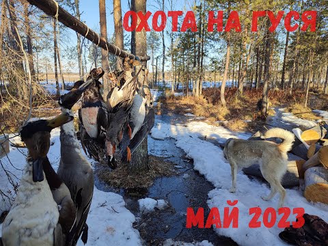 Видео: НА ГУСЯ. КОМИ 2023.